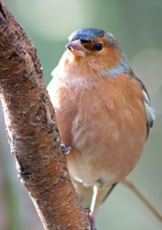 Chaffinch