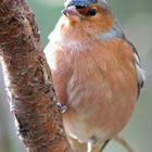 Chaffinch