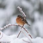 Chaffinch