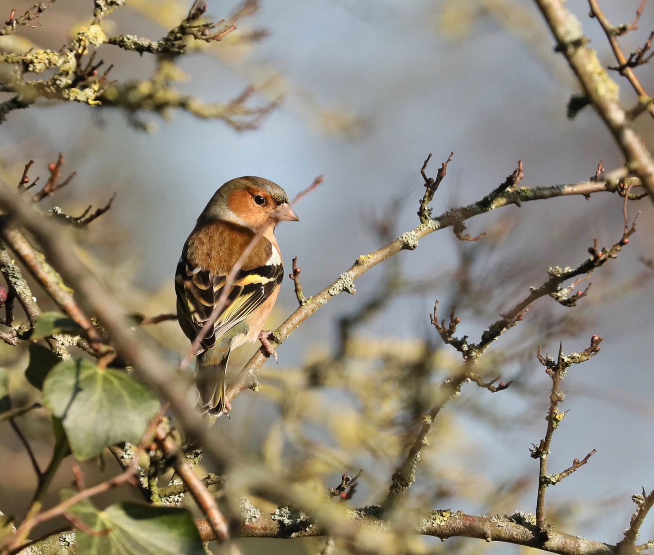 Chaffinch