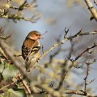 Chaffinch