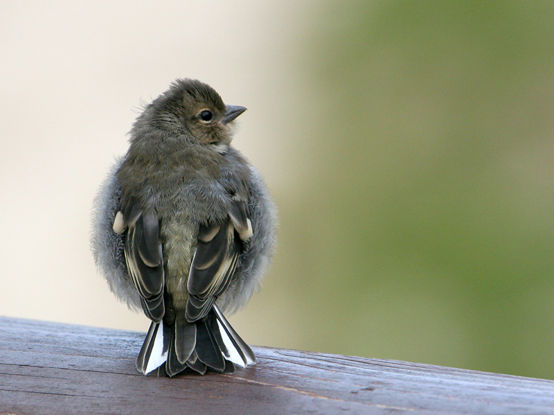 chaffinch