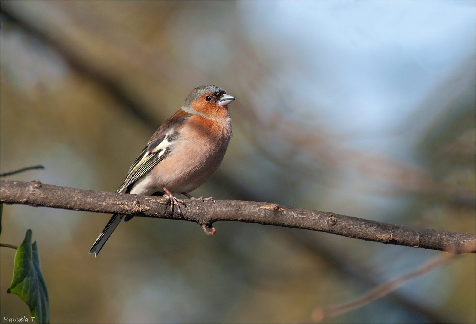 Chaffinch