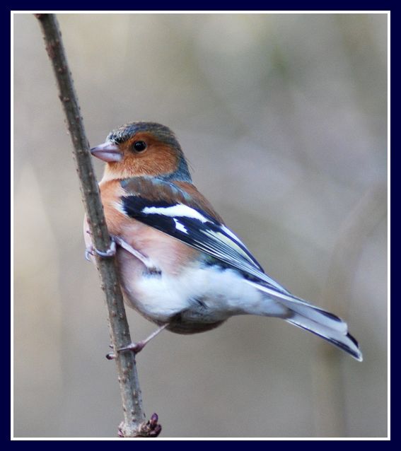 Chaffinch