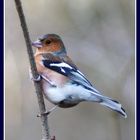 Chaffinch