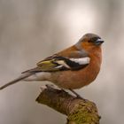 Chaffinch