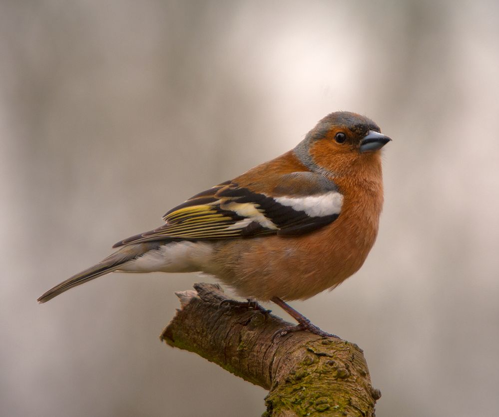 Chaffinch