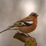 Chaffinch