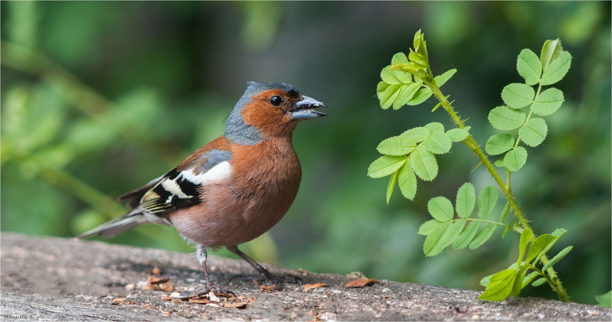 Chaffinch