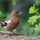 Chaffinch