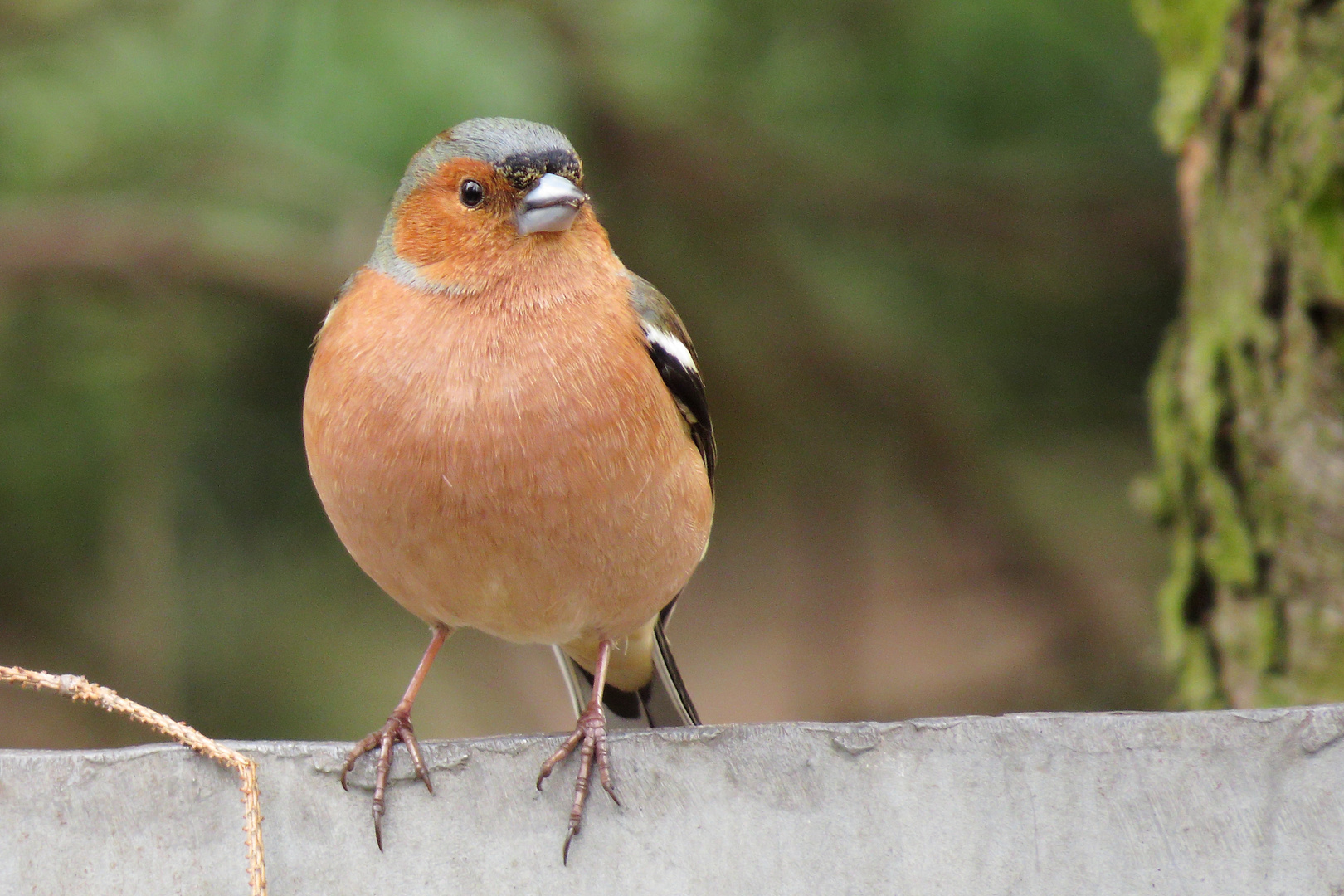 chaffinch/ Buchfink