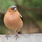 chaffinch/ Buchfink