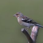 Chaffinch