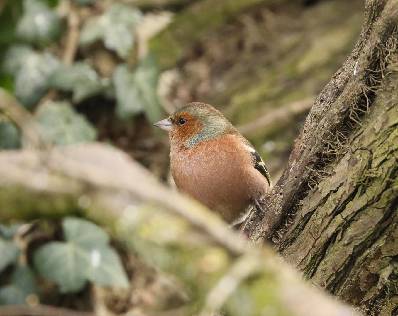 Chaffinch