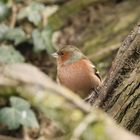 Chaffinch