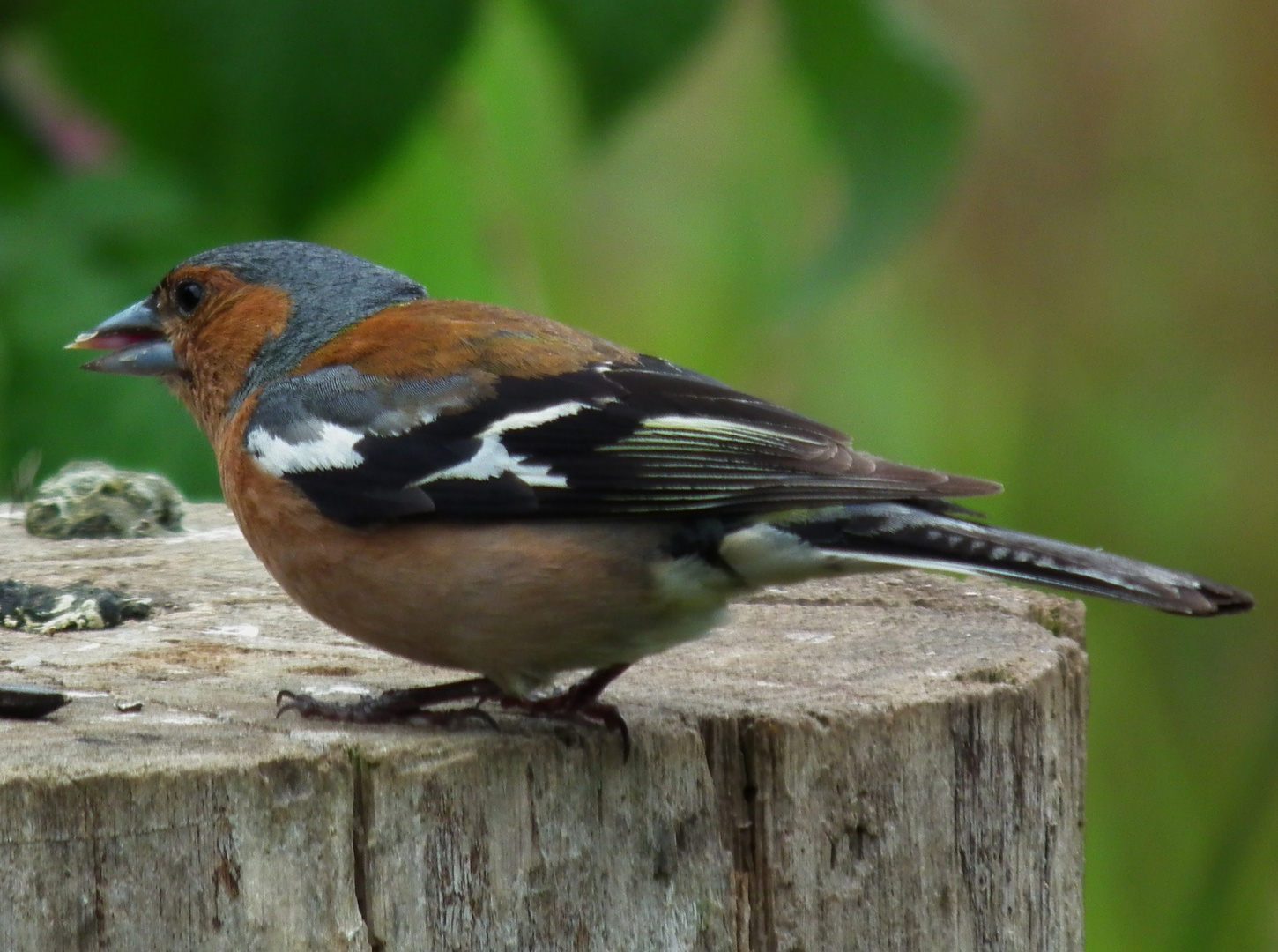 Chaffinch