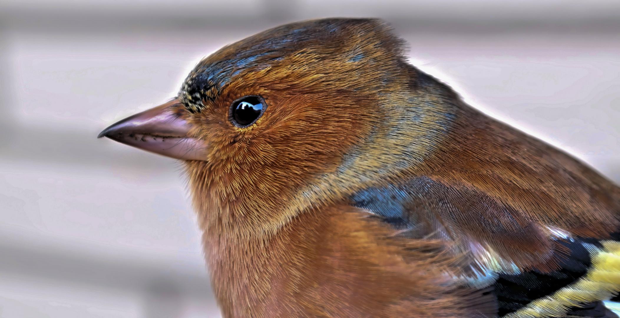 Chaffinch