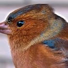 Chaffinch