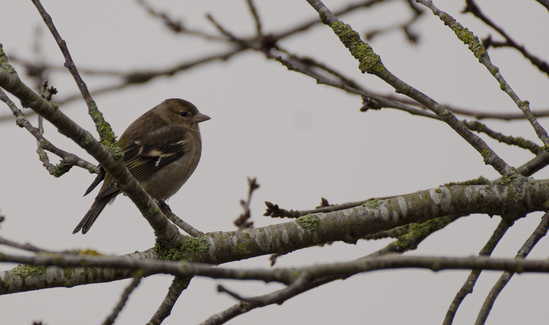 Chaffinch, female