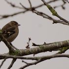 Chaffinch, female