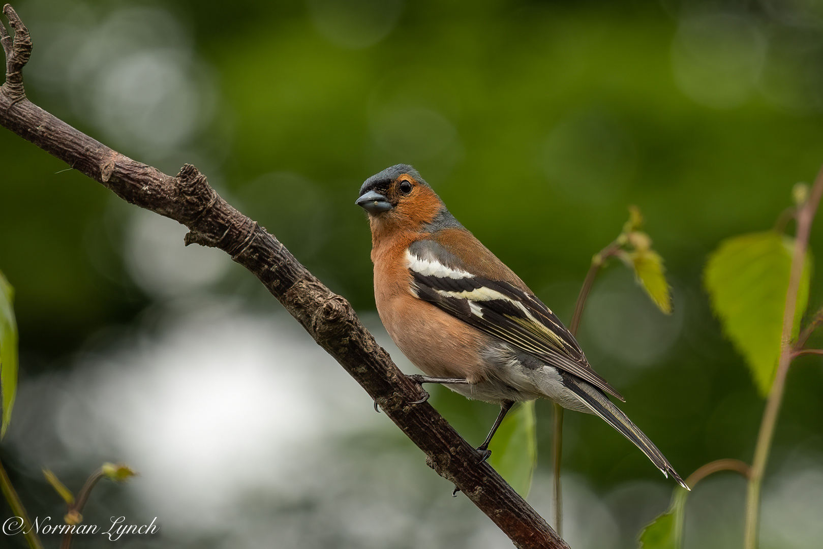 Chaffinch (fringilla coelebs)