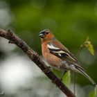 Chaffinch (fringilla coelebs)