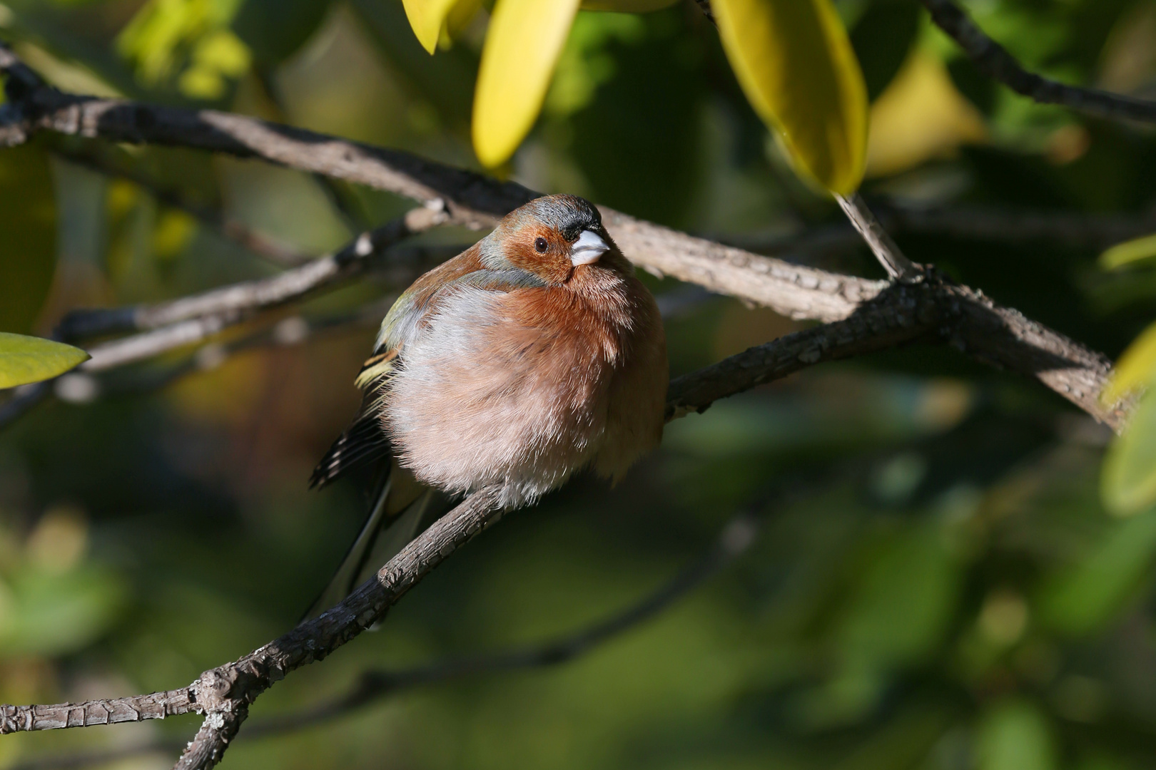 Chaffinch - Fringilla coelebs - Buchfink