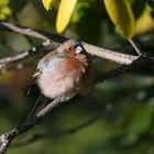 Chaffinch - Fringilla coelebs - Buchfink