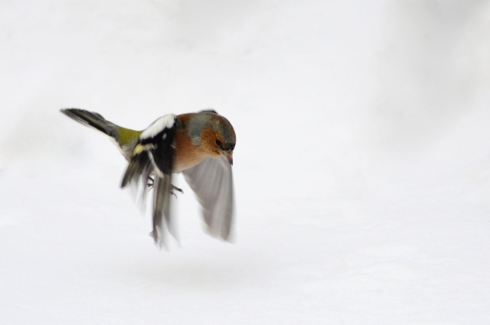 Chaffinch in flight low over the snow