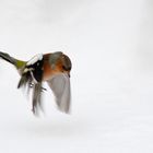 Chaffinch in flight low over the snow