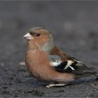 Chaffinch with a small handicap....