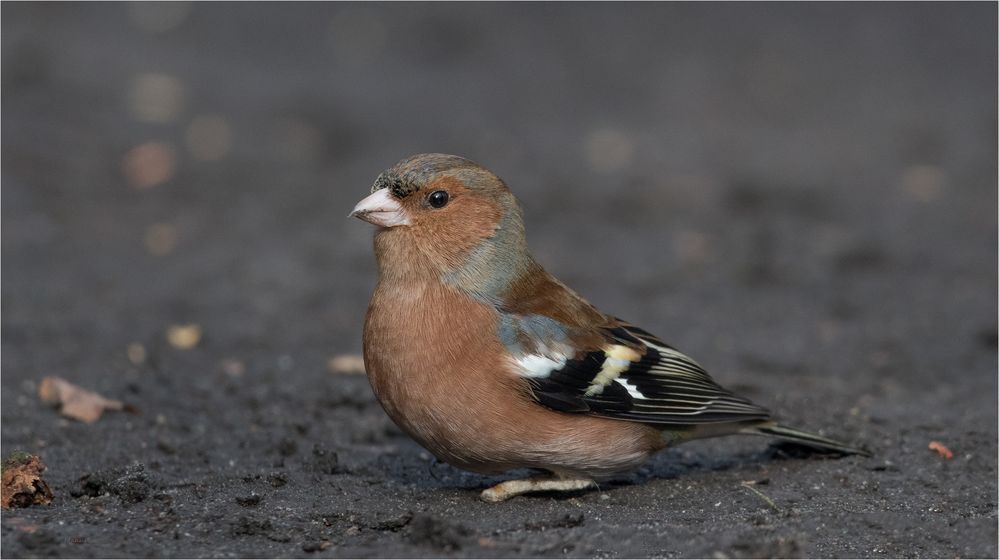 Chaffinch with a small handicap....