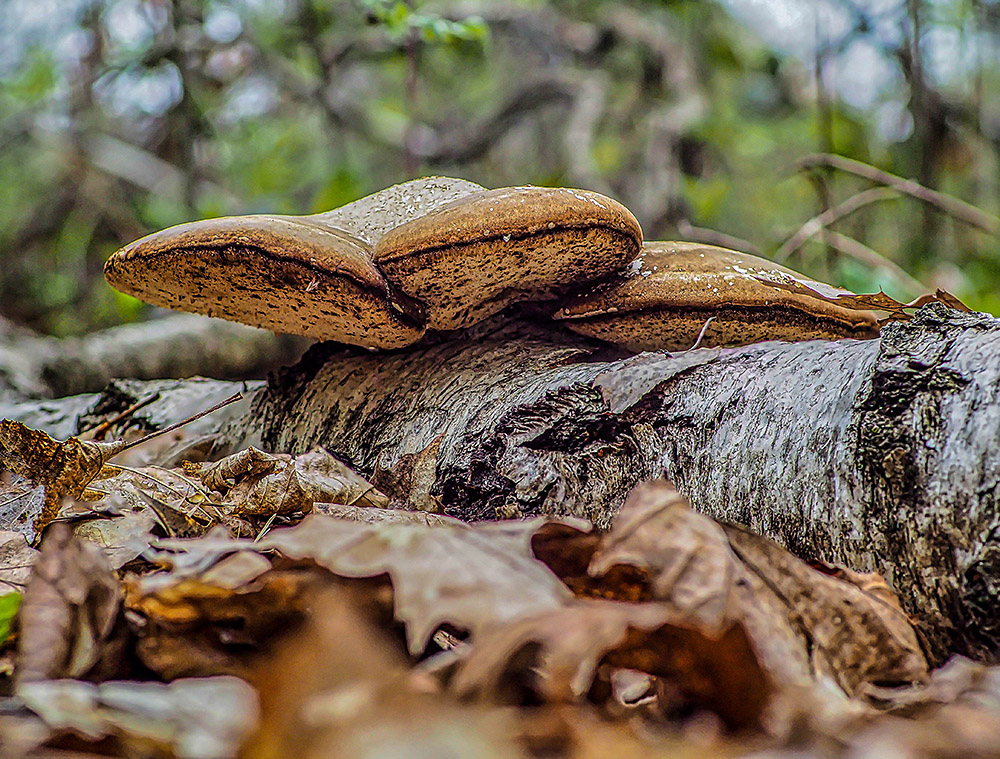 Chaga Pilz oder Birkenporling ( Baumpilz )