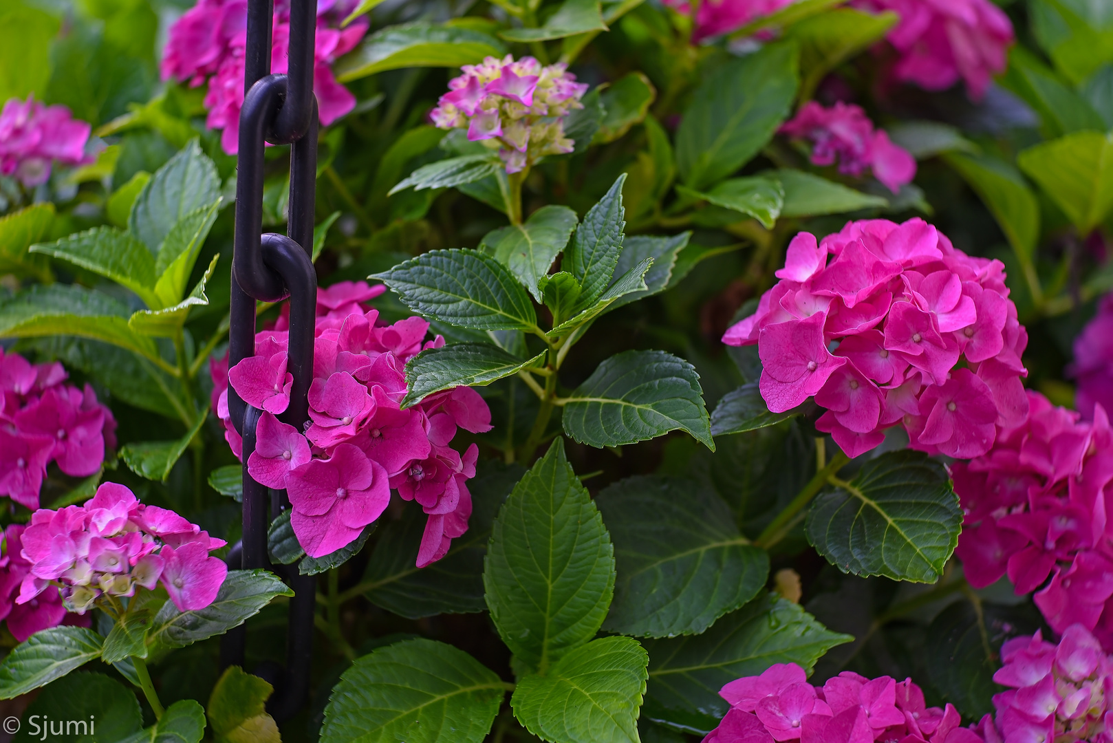 Chain and hydrangea