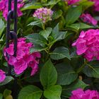 Chain and hydrangea