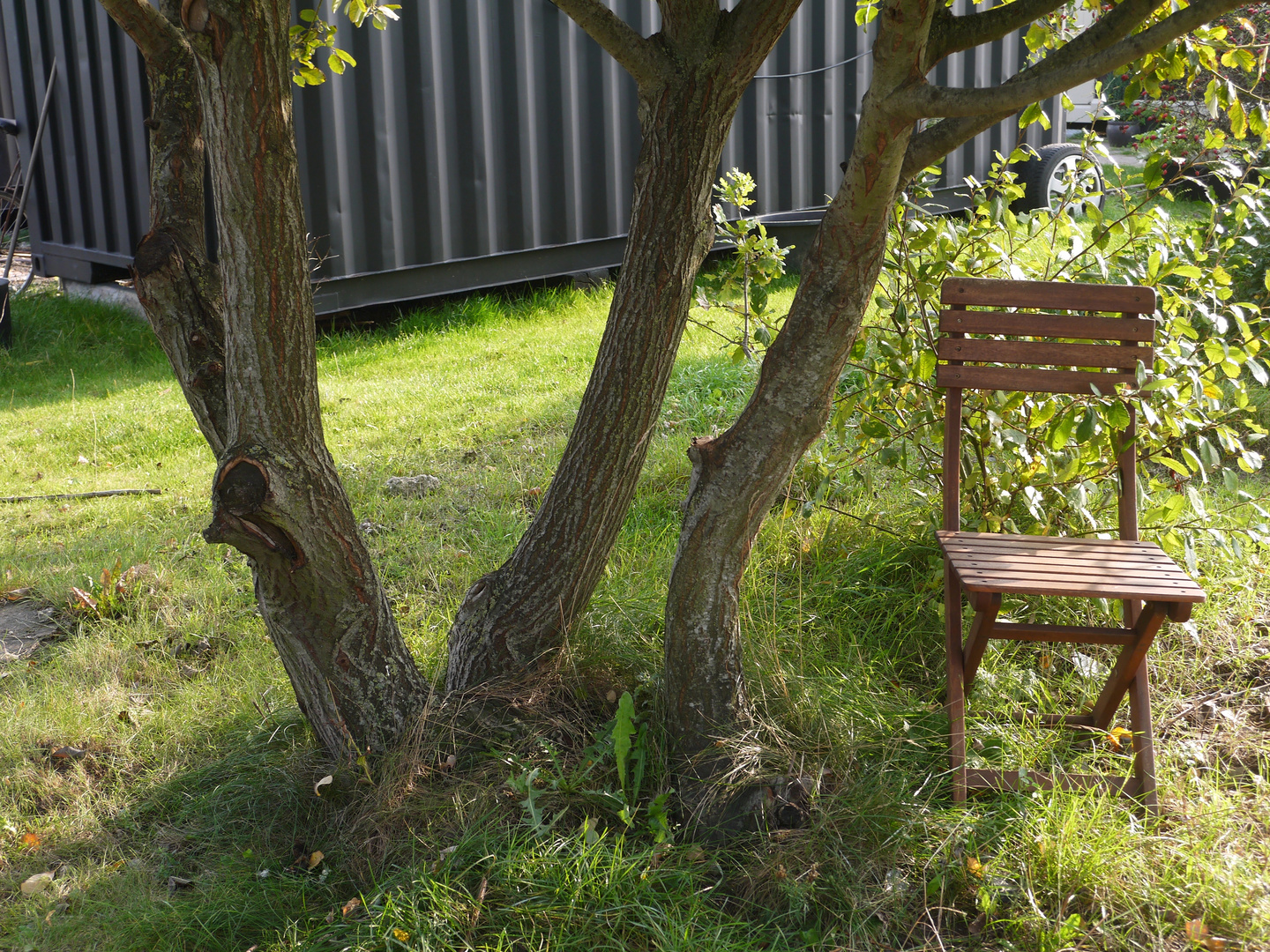 chair under tree