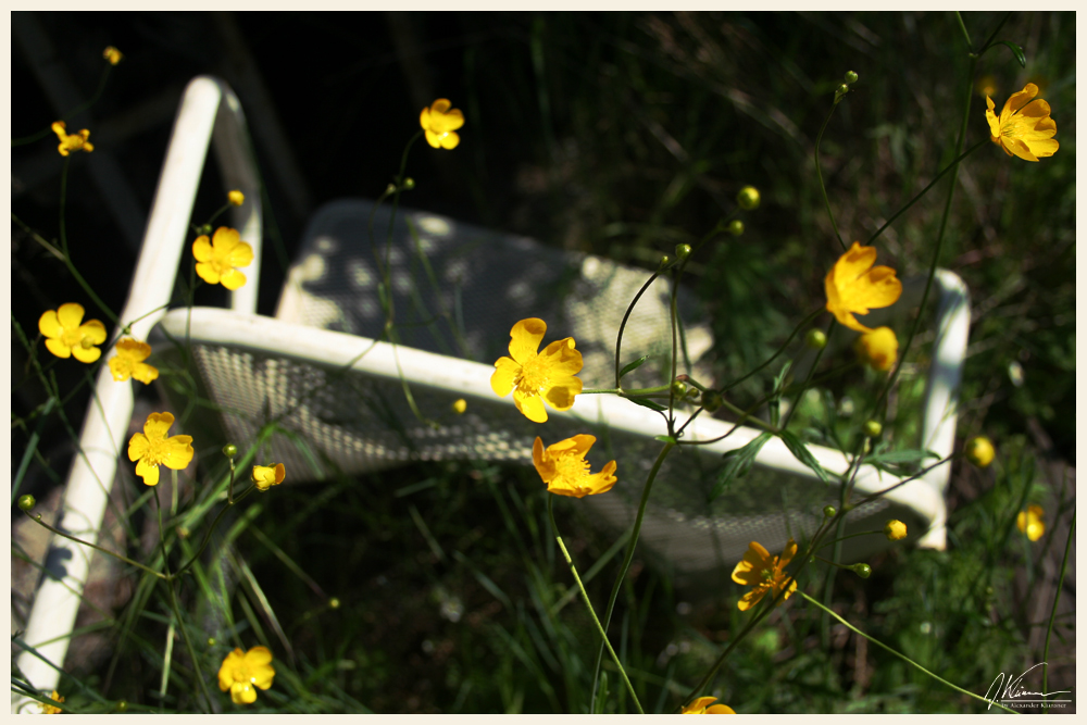 chairflowers