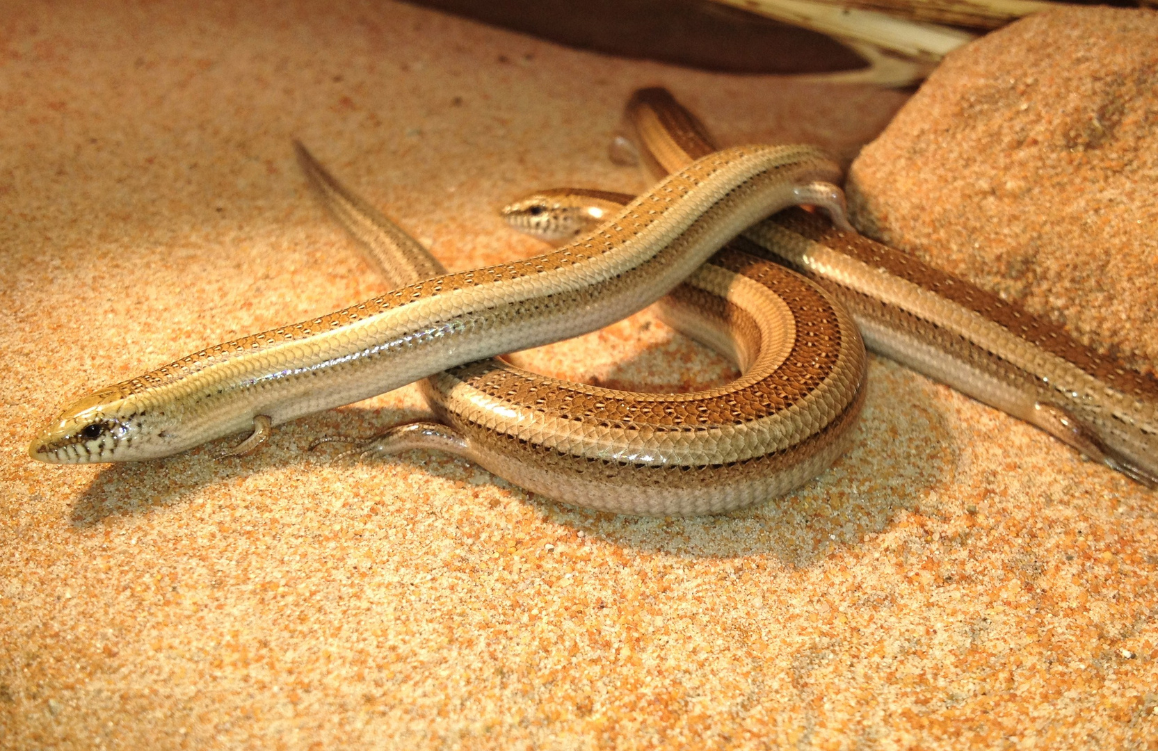 Chalcides mionecton trifasciatus Foto & Bild tiere, haustiere