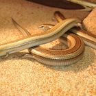 Chalcides mionecton trifasciatus