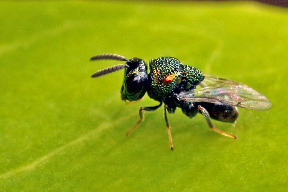 Chalcidoidea - Erzwespe - grün