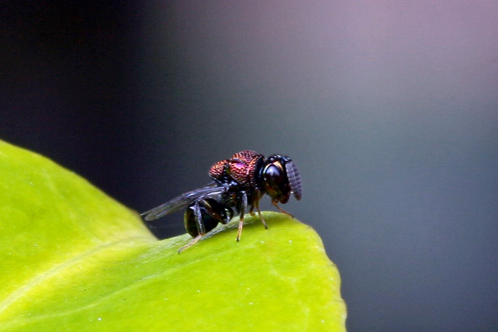 Chalcidoidea - Erzwespe - rotbraun