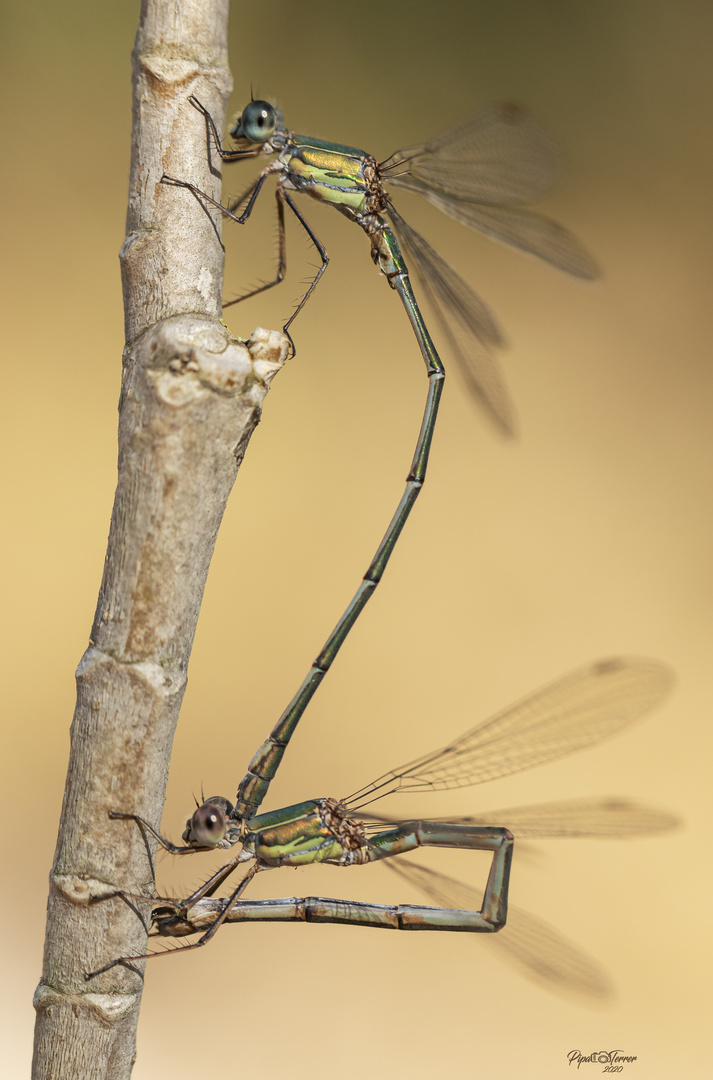 Chalcolestes viridis