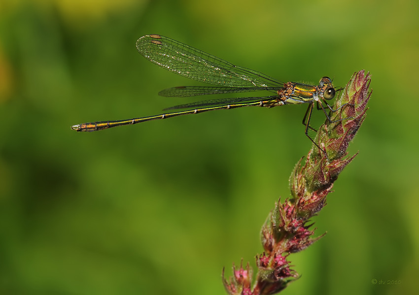 Chalcolestes viridis