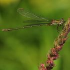 Chalcolestes viridis