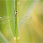 Chalcolestes viridis