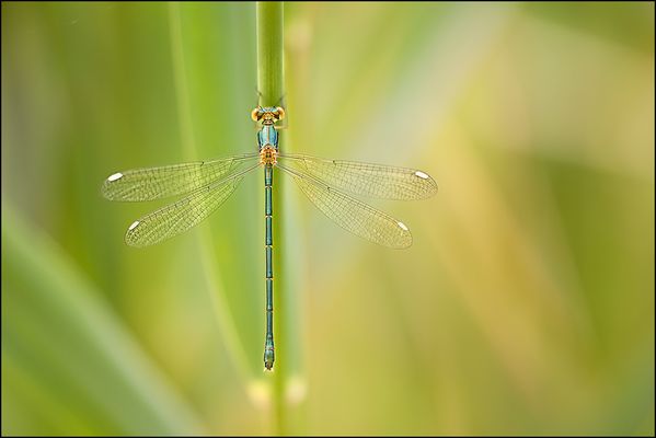 Chalcolestes viridis