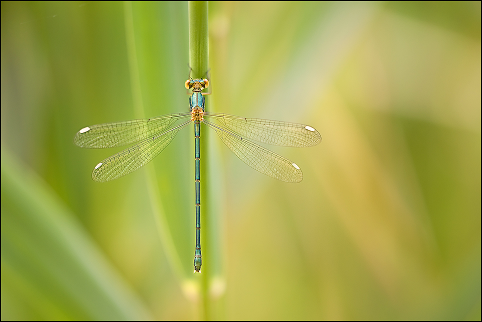 Chalcolestes viridis