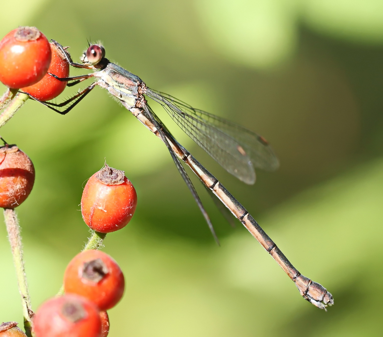 Chalcolestes viridis,Weibchen