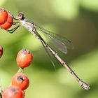 Chalcolestes viridis,Weibchen