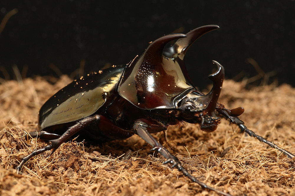 Chalcosoma atlas